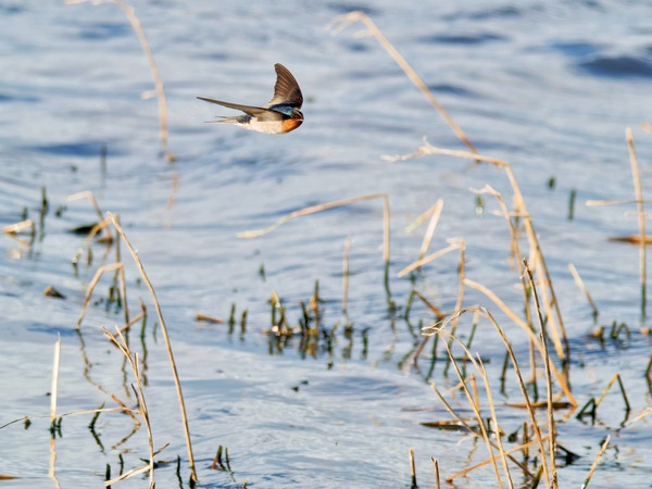 https://lemis.nyc3.digitaloceanspaces.com/grog/Photos/20260729/small/Birding-169.jpeg