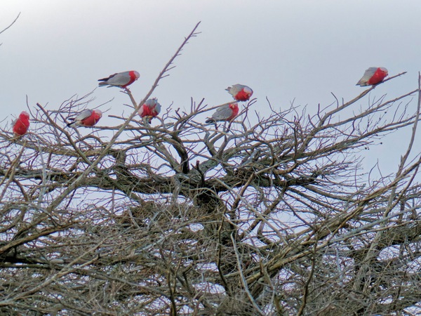 https://lemis.nyc3.digitaloceanspaces.com/grog/Photos/20260729/small/Birding-17.jpeg