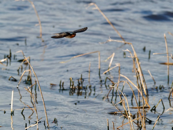 https://lemis.nyc3.digitaloceanspaces.com/grog/Photos/20260729/small/Birding-170.jpeg