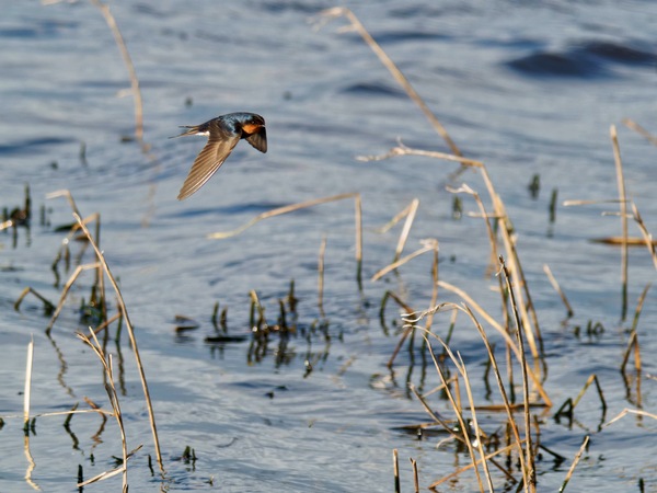 https://lemis.nyc3.digitaloceanspaces.com/grog/Photos/20260729/small/Birding-171.jpeg
