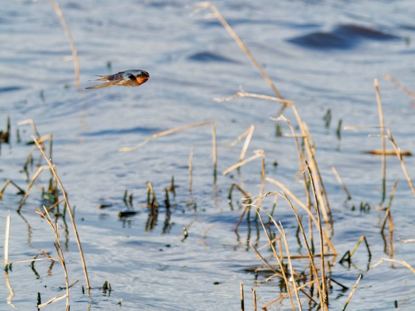 https://lemis.nyc3.digitaloceanspaces.com/grog/Photos/20260729/small/Birding-172.jpeg