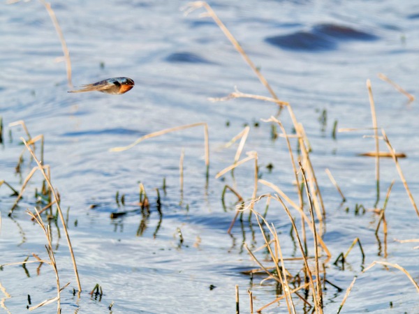https://lemis.nyc3.digitaloceanspaces.com/grog/Photos/20260729/small/Birding-173.jpeg