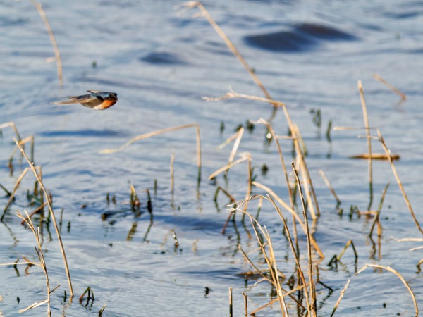 https://lemis.nyc3.digitaloceanspaces.com/grog/Photos/20260729/small/Birding-174.jpeg