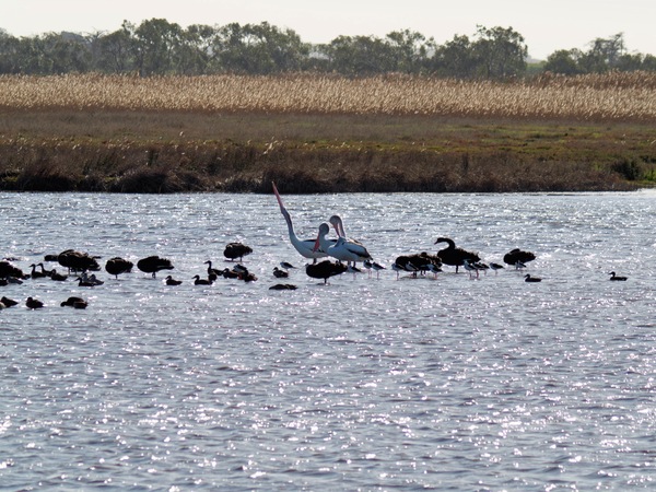 https://lemis.nyc3.digitaloceanspaces.com/grog/Photos/20260729/small/Birding-177.jpeg