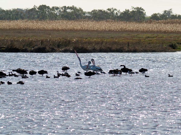https://lemis.nyc3.digitaloceanspaces.com/grog/Photos/20260729/small/Birding-178.jpeg