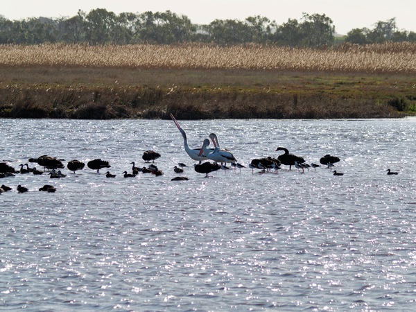 https://lemis.nyc3.digitaloceanspaces.com/grog/Photos/20260729/small/Birding-179.jpeg