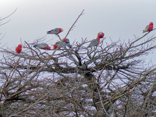 https://lemis.nyc3.digitaloceanspaces.com/grog/Photos/20260729/small/Birding-18.jpeg