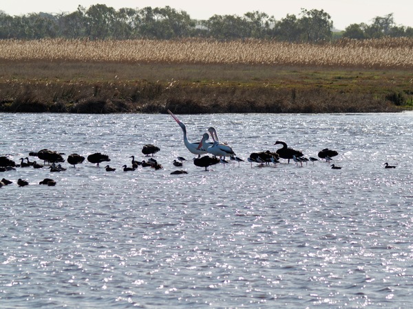 https://lemis.nyc3.digitaloceanspaces.com/grog/Photos/20260729/small/Birding-180.jpeg