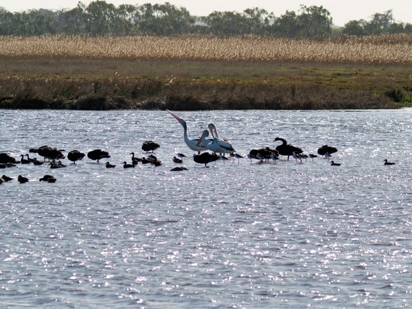 https://lemis.nyc3.digitaloceanspaces.com/grog/Photos/20260729/small/Birding-181.jpeg