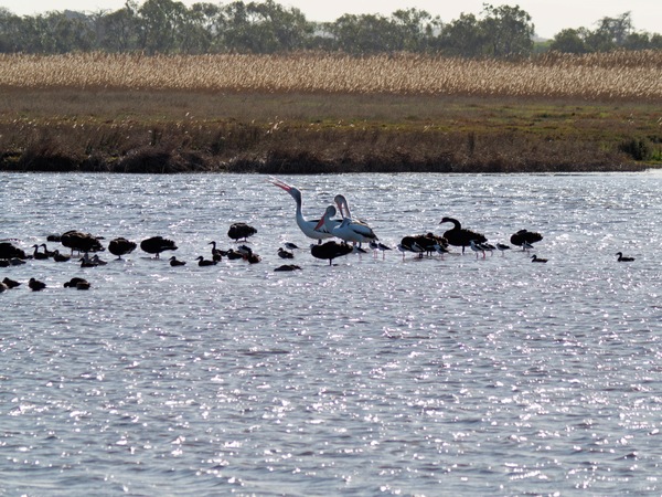 https://lemis.nyc3.digitaloceanspaces.com/grog/Photos/20260729/small/Birding-182.jpeg