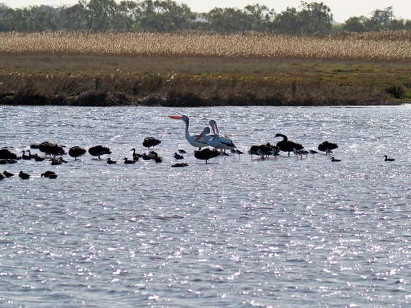 https://lemis.nyc3.digitaloceanspaces.com/grog/Photos/20260729/small/Birding-184.jpeg