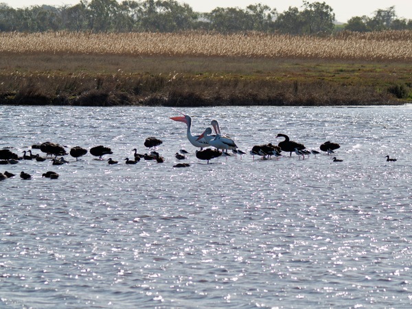 https://lemis.nyc3.digitaloceanspaces.com/grog/Photos/20260729/small/Birding-185.jpeg