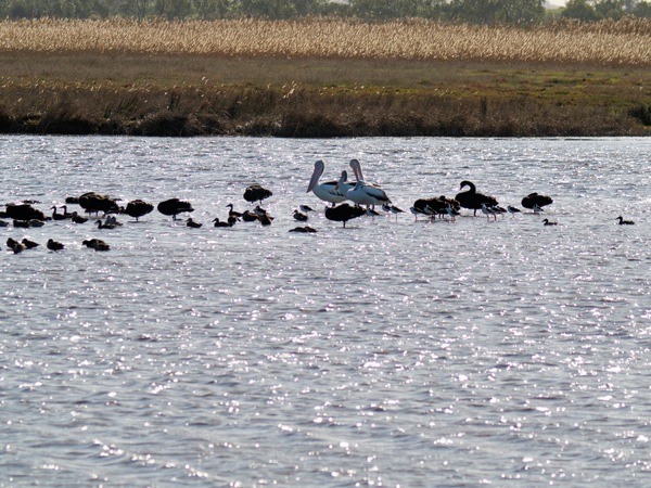 https://lemis.nyc3.digitaloceanspaces.com/grog/Photos/20260729/small/Birding-186.jpeg
