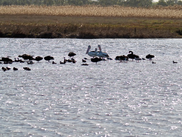https://lemis.nyc3.digitaloceanspaces.com/grog/Photos/20260729/small/Birding-188.jpeg