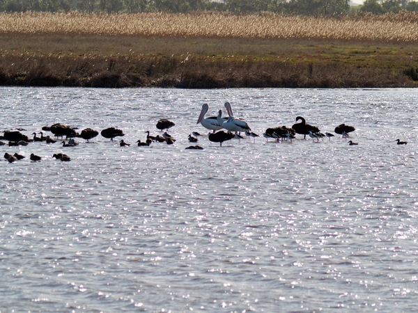 https://lemis.nyc3.digitaloceanspaces.com/grog/Photos/20260729/small/Birding-189.jpeg