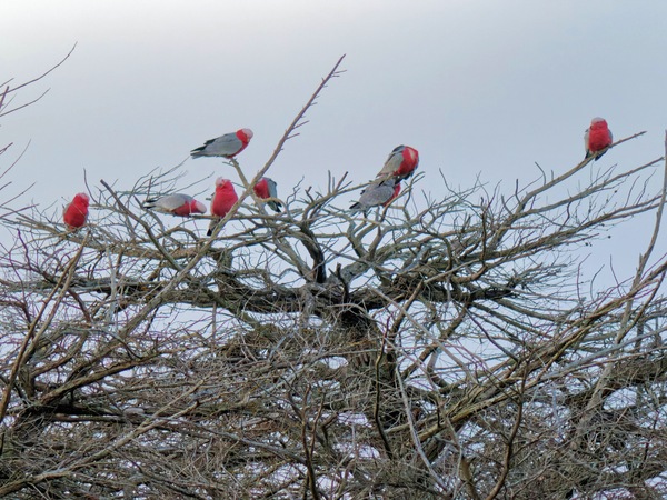 https://lemis.nyc3.digitaloceanspaces.com/grog/Photos/20260729/small/Birding-19.jpeg