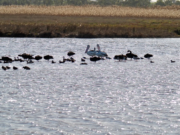 https://lemis.nyc3.digitaloceanspaces.com/grog/Photos/20260729/small/Birding-190.jpeg