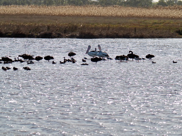 https://lemis.nyc3.digitaloceanspaces.com/grog/Photos/20260729/small/Birding-191.jpeg