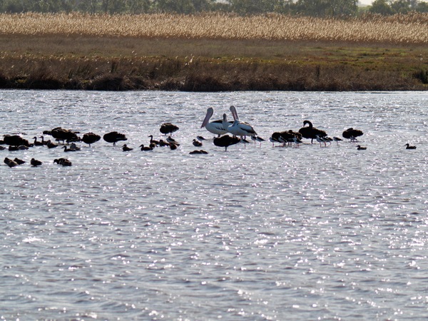 https://lemis.nyc3.digitaloceanspaces.com/grog/Photos/20260729/small/Birding-192.jpeg