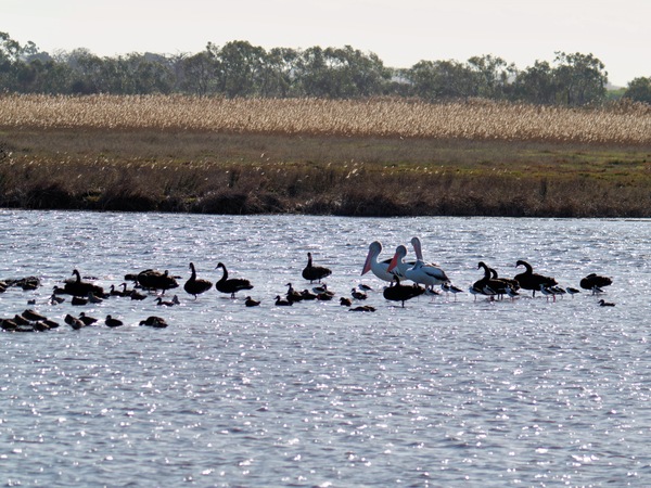 https://lemis.nyc3.digitaloceanspaces.com/grog/Photos/20260729/small/Birding-193.jpeg