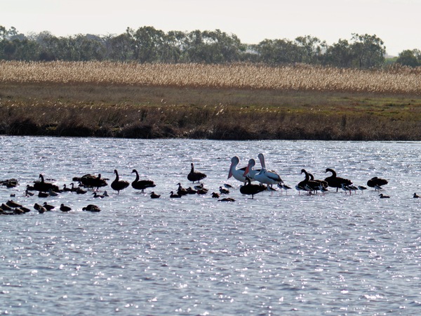 https://lemis.nyc3.digitaloceanspaces.com/grog/Photos/20260729/small/Birding-194.jpeg