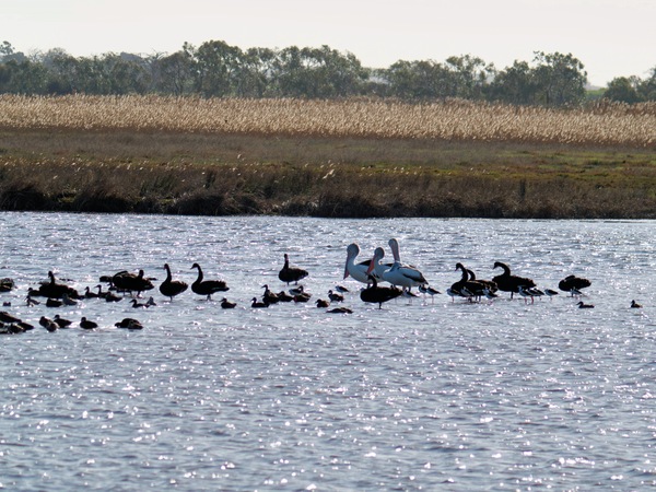 https://lemis.nyc3.digitaloceanspaces.com/grog/Photos/20260729/small/Birding-195.jpeg