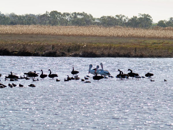 https://lemis.nyc3.digitaloceanspaces.com/grog/Photos/20260729/small/Birding-196.jpeg