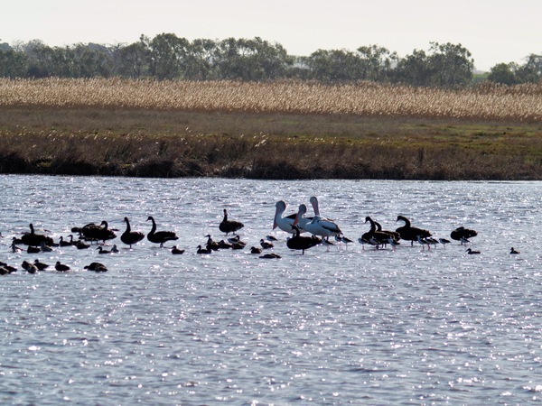 https://lemis.nyc3.digitaloceanspaces.com/grog/Photos/20260729/small/Birding-197.jpeg