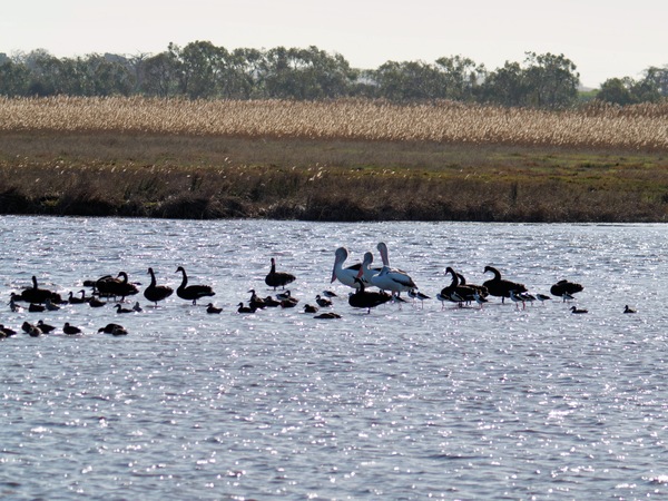 https://lemis.nyc3.digitaloceanspaces.com/grog/Photos/20260729/small/Birding-198.jpeg