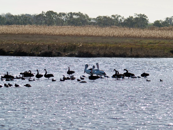 https://lemis.nyc3.digitaloceanspaces.com/grog/Photos/20260729/small/Birding-199.jpeg