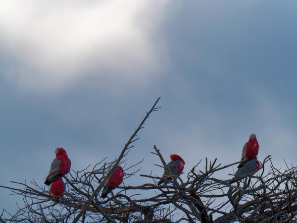 https://lemis.nyc3.digitaloceanspaces.com/grog/Photos/20260729/small/Birding-2.jpeg