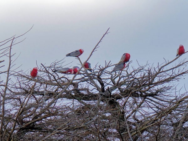 https://lemis.nyc3.digitaloceanspaces.com/grog/Photos/20260729/small/Birding-20.jpeg