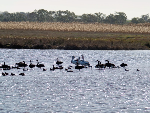 https://lemis.nyc3.digitaloceanspaces.com/grog/Photos/20260729/small/Birding-200.jpeg