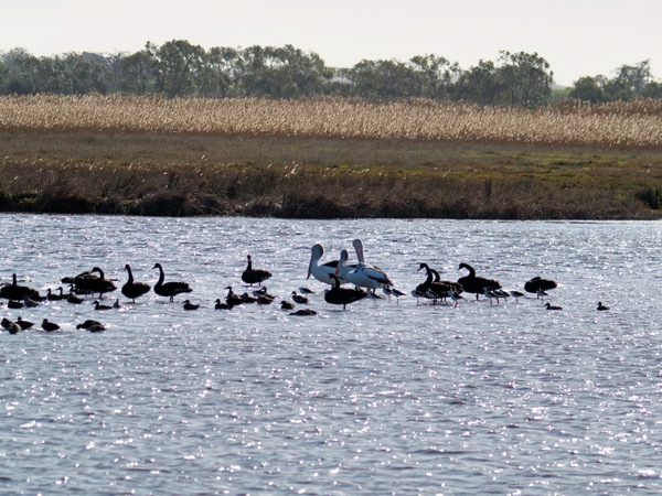 https://lemis.nyc3.digitaloceanspaces.com/grog/Photos/20260729/small/Birding-201.jpeg