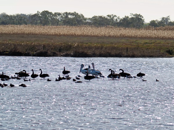 https://lemis.nyc3.digitaloceanspaces.com/grog/Photos/20260729/small/Birding-202.jpeg