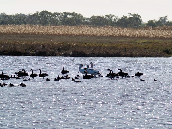 https://lemis.nyc3.digitaloceanspaces.com/grog/Photos/20260729/small/Birding-203.jpeg