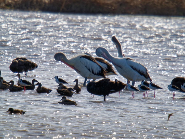 https://lemis.nyc3.digitaloceanspaces.com/grog/Photos/20260729/small/Birding-204.jpeg
