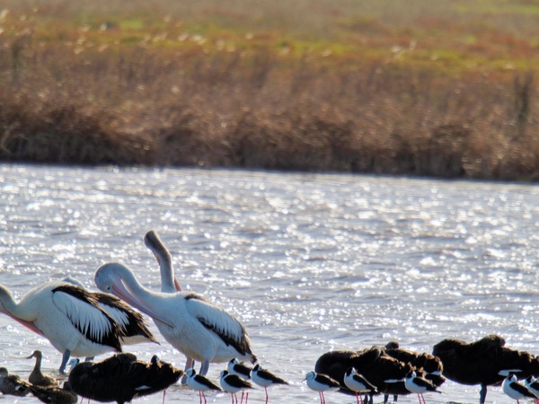 https://lemis.nyc3.digitaloceanspaces.com/grog/Photos/20260729/small/Birding-205.jpeg