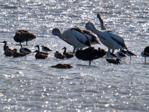 https://lemis.nyc3.digitaloceanspaces.com/grog/Photos/20260729/small/Birding-206.jpeg