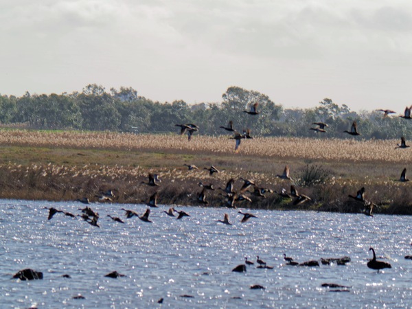 https://lemis.nyc3.digitaloceanspaces.com/grog/Photos/20260729/small/Birding-207.jpeg