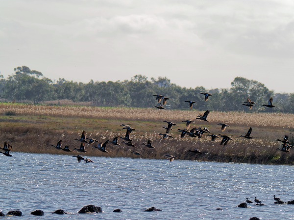 https://lemis.nyc3.digitaloceanspaces.com/grog/Photos/20260729/small/Birding-208.jpeg
