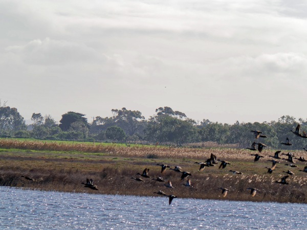 https://lemis.nyc3.digitaloceanspaces.com/grog/Photos/20260729/small/Birding-209.jpeg