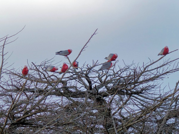 https://lemis.nyc3.digitaloceanspaces.com/grog/Photos/20260729/small/Birding-21.jpeg