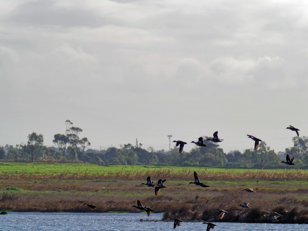 https://lemis.nyc3.digitaloceanspaces.com/grog/Photos/20260729/small/Birding-211.jpeg