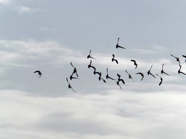 https://lemis.nyc3.digitaloceanspaces.com/grog/Photos/20260729/small/Birding-213.jpeg