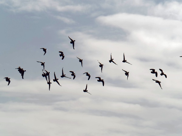 https://lemis.nyc3.digitaloceanspaces.com/grog/Photos/20260729/small/Birding-214.jpeg