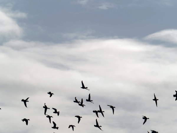 https://lemis.nyc3.digitaloceanspaces.com/grog/Photos/20260729/small/Birding-215.jpeg