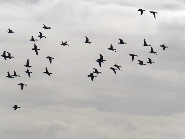 https://lemis.nyc3.digitaloceanspaces.com/grog/Photos/20260729/small/Birding-216.jpeg
