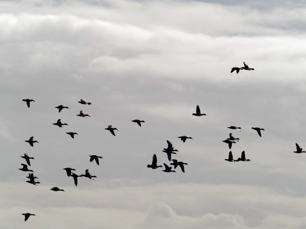 https://lemis.nyc3.digitaloceanspaces.com/grog/Photos/20260729/small/Birding-217.jpeg