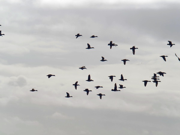 https://lemis.nyc3.digitaloceanspaces.com/grog/Photos/20260729/small/Birding-218.jpeg